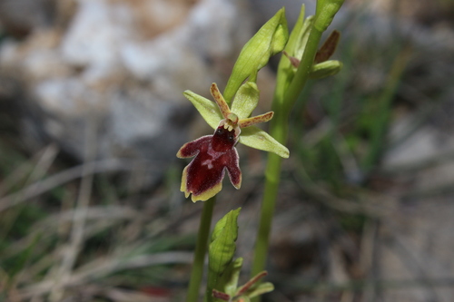 Ophrys insectifera × aranifera (Hybrid Ophrys × apicula) · iNaturalist