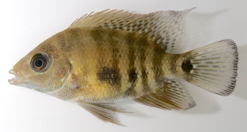 Pantano Cichlid
