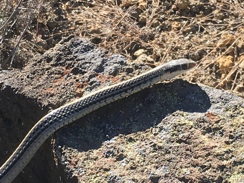 Baird's Patchnose Snake