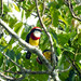 Scarlet-banded Barbet - Photo (c) Ben_The_Hen, all rights reserved, uploaded by Ben_The_Hen