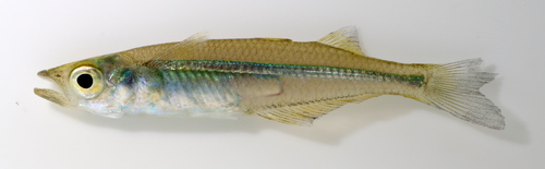Gulf Silverside