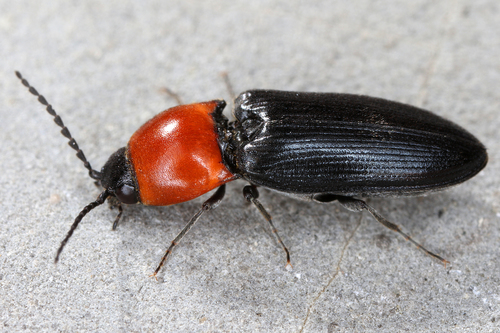Cardiophorus gramineus