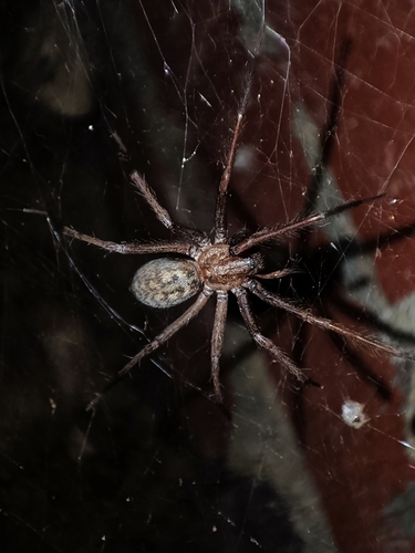 Giant House Spider