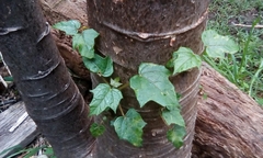 Vasconcellea pubescens image