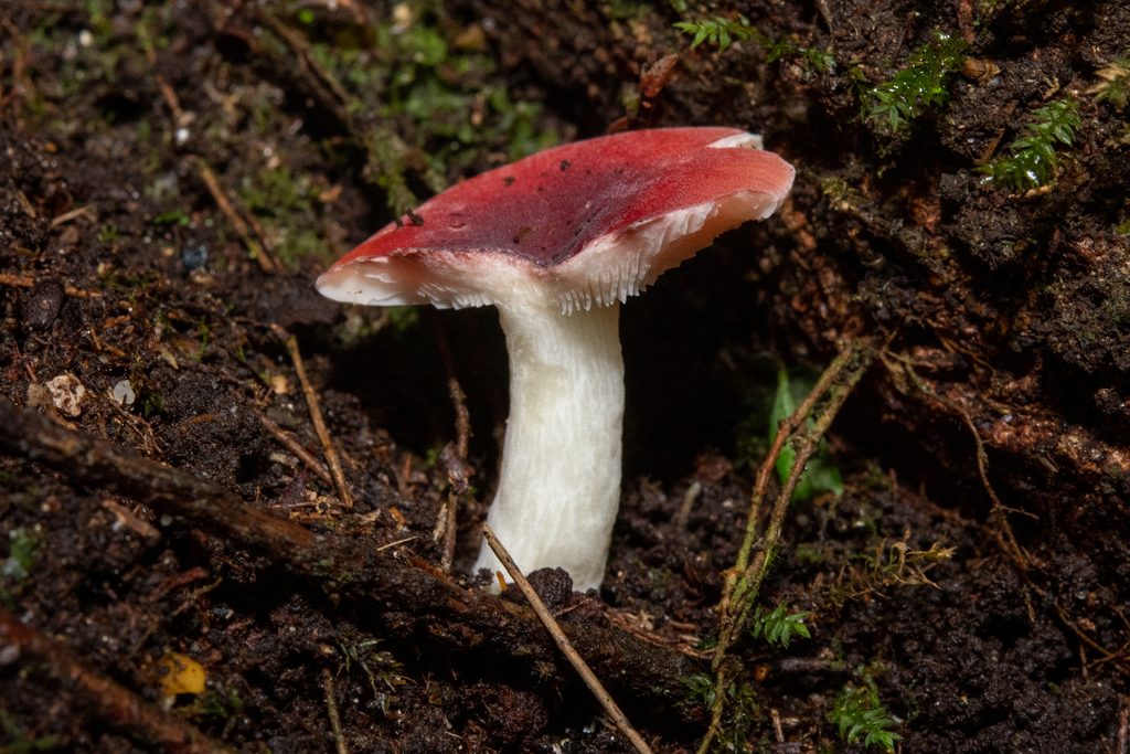 brittlegills from Wattagan Mountains, Ravensdale NSW 2259, Australia on ...