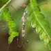 Maekistocera longipennis - Photo (c) Jay L. Keller, todos los derechos reservados, subido por Jay L. Keller