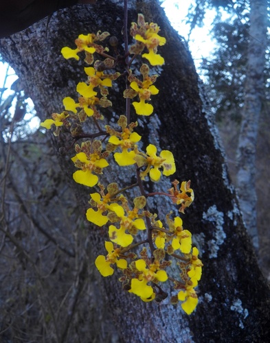 Short-Leaved Mule-Ear Orchid