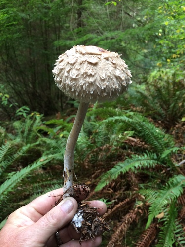 Olive Shaggy Parasol