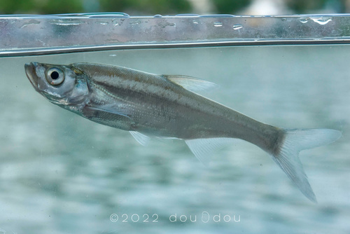 Topmouth Culter