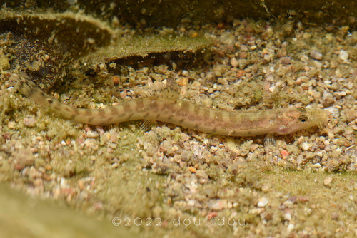 Cobitis zhejiangensis · iNaturalist