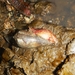 花瑪瑙芋螺 - Photo 由 Pradip Patade 所上傳的 (c) Pradip Patade，保留所有權利