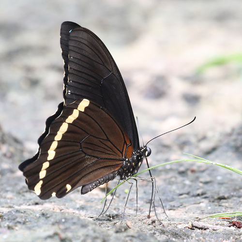 Narrow Green-banded Swallowtail