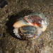 Salmon-Lipped Whelk - Photo (c) Pradip Patade, all rights reserved, uploaded by Pradip Patade