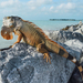 Iguana iguana - Photo (c) Derek Hameister, כל הזכויות שמורות, הועלה על ידי Derek Hameister