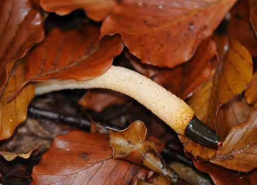 dog stinkhorn