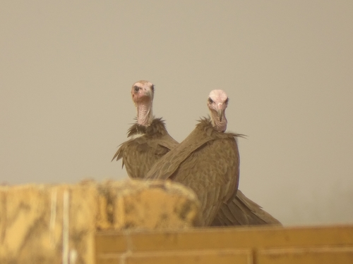 Hooded Vulture