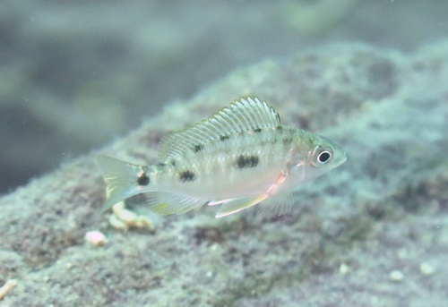 Copadichromis atripinnis · iNaturalist