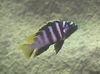 Tropheops microstoma - Photo (c) Alexander Tiepsman, all rights reserved, uploaded by Alexander Tiepsman