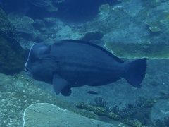 Humphead Parrotfish