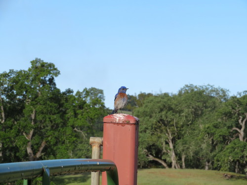 iNaturalist observation photo of Western Bluebird