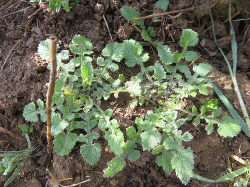 iNaturalist observation photo of mustard family