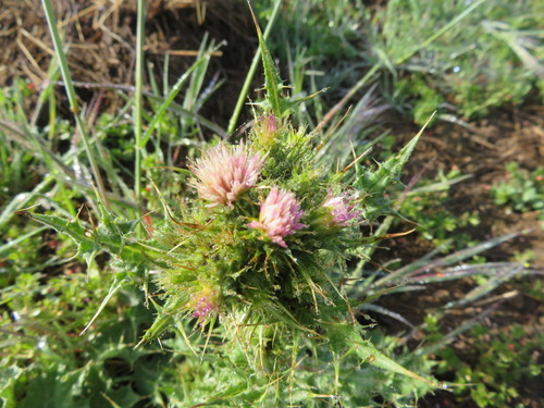 iNaturalist observation photo of Slender Thistle