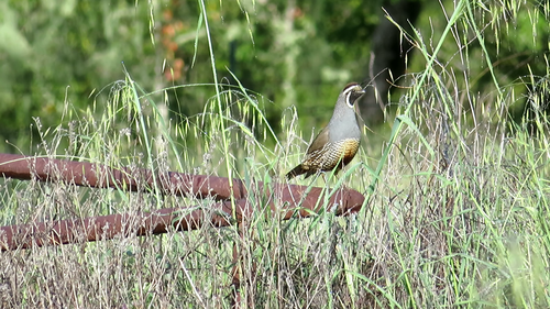 iNaturalist observation photo of California Quail