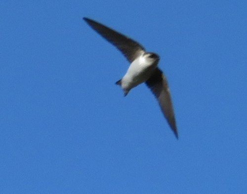 iNaturalist observation photo of Violet-green Swallow