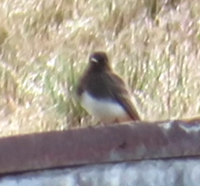 iNaturalist observation photo of Black Phoebe