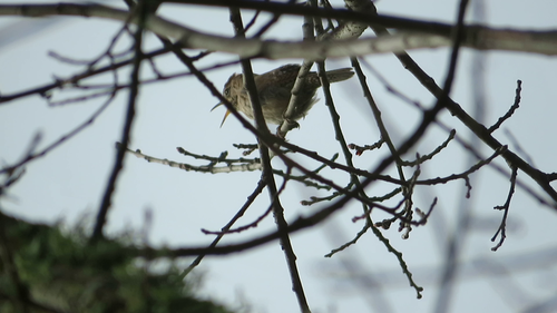iNaturalist observation photo of Northern House Wren