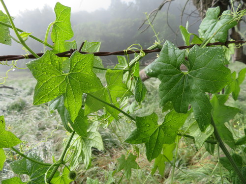 iNaturalist observation photo of California manroot