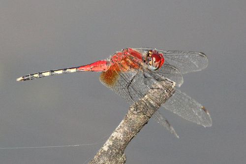 Barbet Percher
