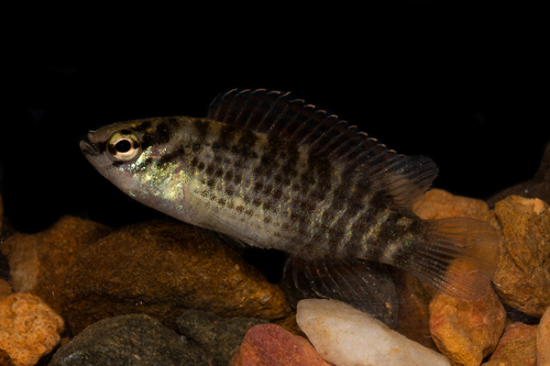 Badis siamensis