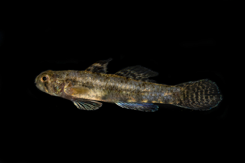 Pseudogobius avicennia · iNaturalist