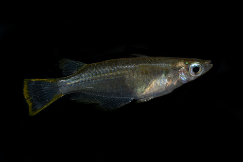 Oryzias javanicus (Bleeker, 1854)