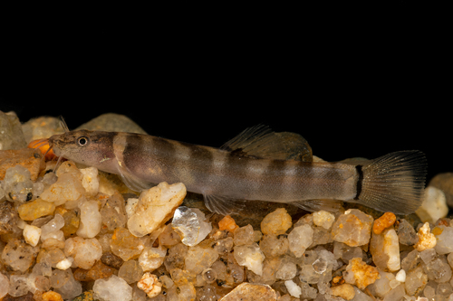 Schistura robertsi