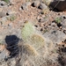 Trichophora Cactus - Photo (c) Jeb Seagle, all rights reserved, uploaded by Jeb Seagle