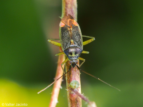 trivial plant bug