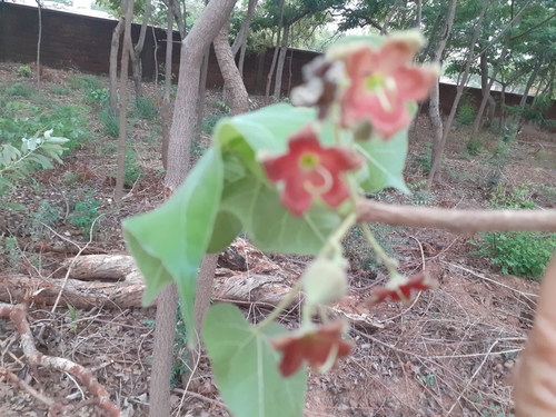 Sterculia setigera