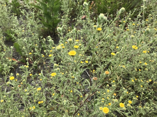iNaturalist observation photo of Spanish False Fleabane