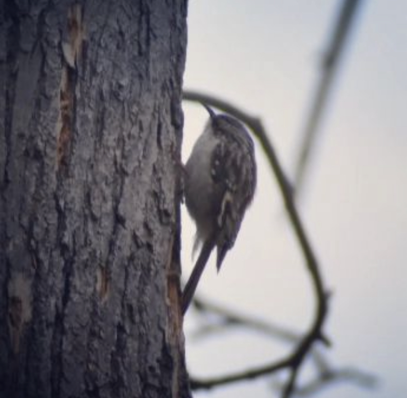 Brown Creeper from Ethan Allen Park, Burlington, VT on April 15, 2022 ...