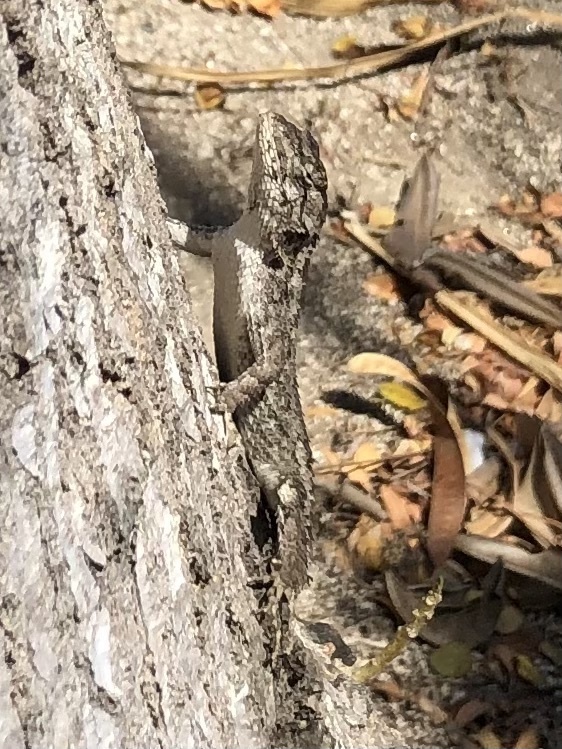 Black-nosed Lizard in April 2022 by Keenan Emily · iNaturalist