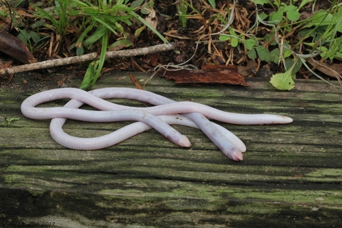 Florida Worm Lizard