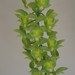 Catasetum spitzii - Photo (c) Laurent Quéno, todos os direitos reservados, uploaded by Laurent Quéno
