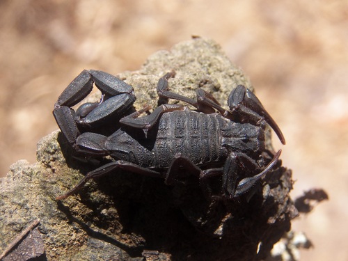 Centruroides nigrescens