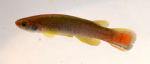 Dogtooth Rivulus