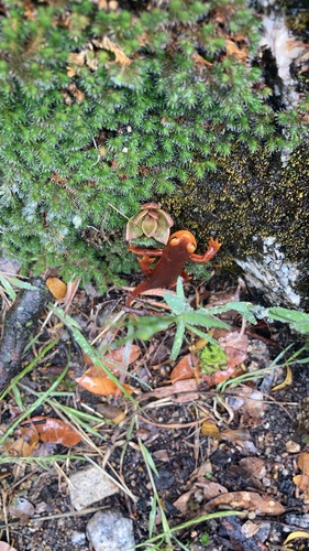 iNaturalist observation photo of Sierra Newt