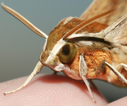 Swinhoe's Striated Hawkmoth