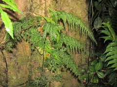 Image of Vandenboschia radicans