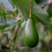 Avocado - Photo (c) YOULI HAWAII PHOTOGRAPHY, all rights reserved, uploaded by YOULI HAWAII PHOTOGRAPHY